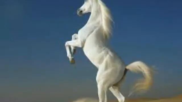 самые красивые лошади мира. Видео от Даны смотреть онлайн