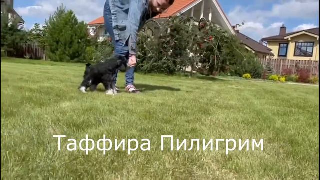 Щенок шнауцера - Таффира Пилигрим 3,5 мес (2) смотреть онлайн