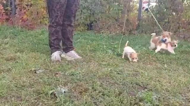 Джек-расселл терьеры, малыши на литеру "G" смотреть онлайн