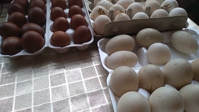 Как подготовить яйцо к инкубации. смотреть онлайн