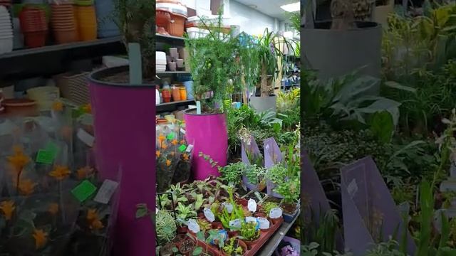 Комнатные растения оптом и розницу. Отправляю почтой и СДЭК по России. смотреть онлайн