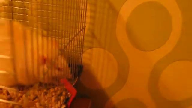 Катя BY. Kate BY. Крыса Кекс схватила морковку, а мохнатый паук уснул! Катя кормит крыску. смотреть онлайн