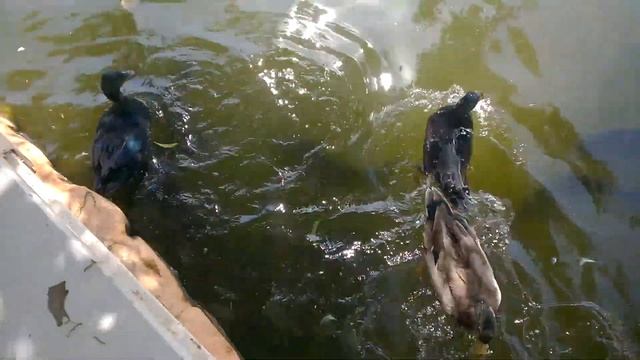 астрахань - клевое место! Крутая рыбалка! смотреть онлайн