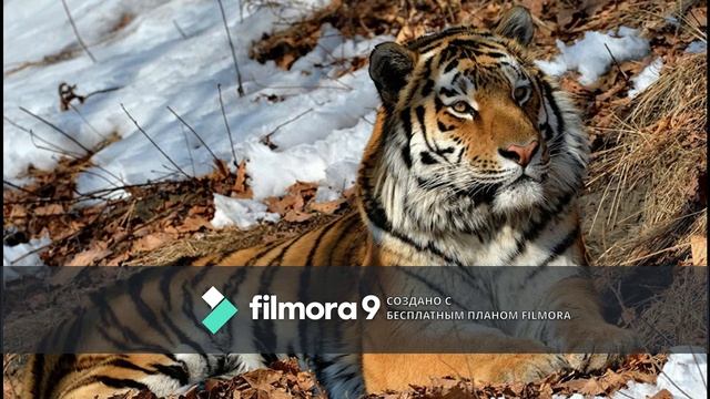№5 Амурский тигр смотреть онлайн