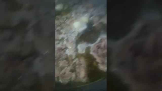 Суннат Файзиев (суннат туй) номер 46 туй. 4 казан ош. 😯😯😯 смотреть онлайн