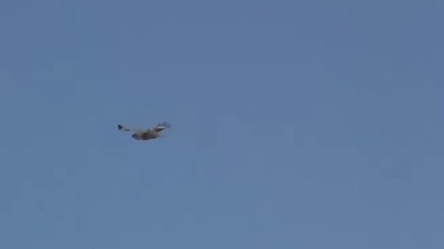 The rough-legged buzzard or rough-legged hawk - Мохноногий канюк или зимняк 2 смотреть онлайн