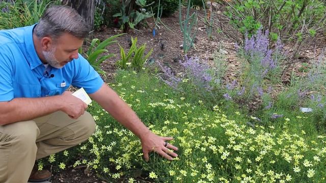 Moonbeam Threadleaf Coreopsis (Coreopsis Verticillata 'Moonbeam') - Plant Identification