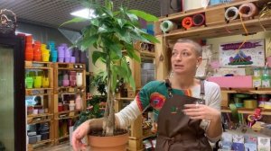 Пахира - дерево с косой. Неприхотливое комнатное растение для дома и офиса. Секреты ухода.