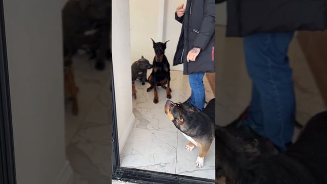 Восемь собак выходят гулять по очереди Милка получила пинка