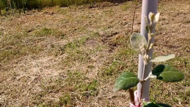 Фейхоа в открытом грунте смотреть онлайн
