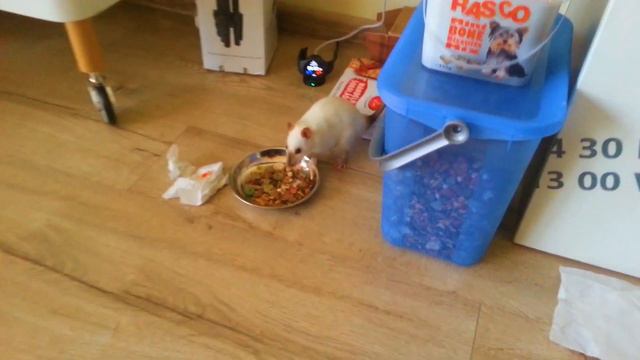 Крыса Симона запасается кормом смотреть онлайн