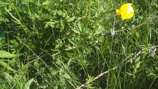 Купальница - изучаю травы в Родовом поместье Ве Лес смотреть онлайн