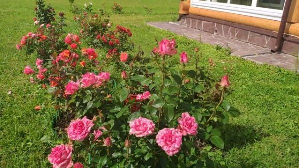 Розы в Подмосковье. PINK INTUITION