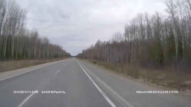лось на обочине смотреть онлайн