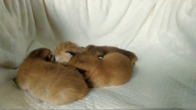 Новорожденные Котята 🌸 смотреть онлайн