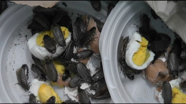 Опасные или нет домашние насекомые смотреть онлайн