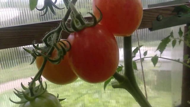 ОБЗОР СОРТА СТЫДЛИВЫЙ РУМЯНЕЦ | ПОМИДОРЫ, ТОМАТЫ смотреть онлайн