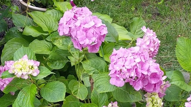 VLOG/КАК ЖЕ ОНА МЕНЯ БЕСИТ✅КОВАЛЬЧУК и ЕЕ КУКОЛКИ✅ смотреть онлайн
