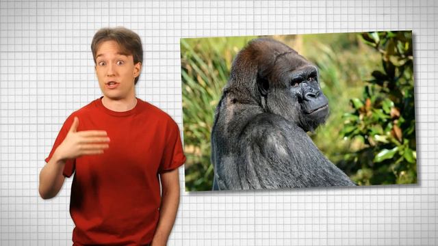 Why Can't Adults Learn Languages Like Children? смотреть онлайн