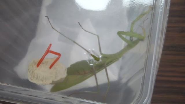 Самка богомола обыкновенного Mantis religiosa откладывает оотеку смотреть онлайн