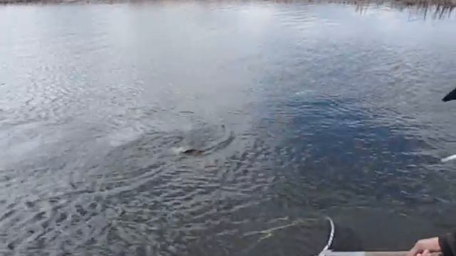 Щука на 6600.MOV смотреть онлайн