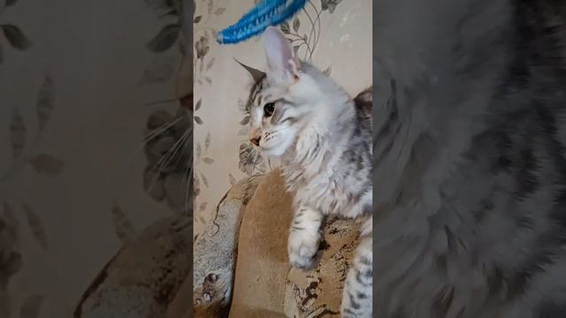 Мейн-кун серебряный мальчик, 6 месяцев смотреть онлайн