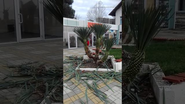 Прическа для пальм смотреть онлайн