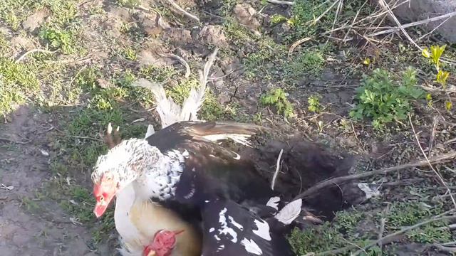 Не обычный бой индаутки и петуха. смотреть онлайн