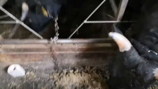 Рацион кормление бычков, сбалансированный корма! смотреть онлайн