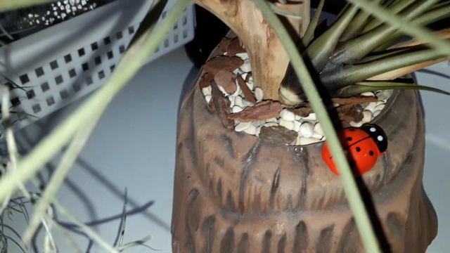 КОМНАТНЫЕ ЦВЕТЫ.ПЕРЕСАДИЛА.УСОВЕРШЕНСТВОВАЛА ТИЛЛАНСИЕВОЕ ДЕРЕВО.КОРЯГА. смотреть онлайн