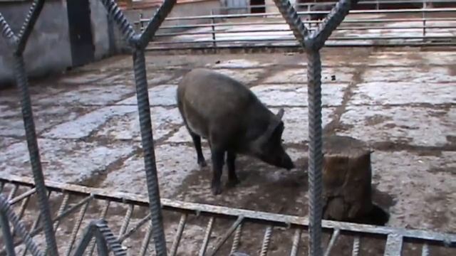 Олень просит лакомство и благодарит за угощенье смотреть онлайн