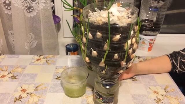 полив растения на фитиле на примере лука и чеснока смотреть онлайн
