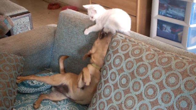 Бой и Фроська смотреть онлайн