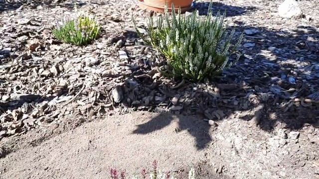 ВЕРЕСК - цветение после обрезки. ХЕБЕ, ВЕРЕСК, АЗАЛИЯ ЯПОНСКАЯ, ЭРИКА-посадка в сентябре 4-5.09.202 смотреть онлайн