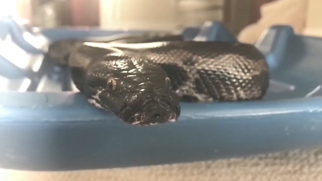 Slow Motion Tongue Flicker- Python Curtus (Black Blood) смотреть онлайн