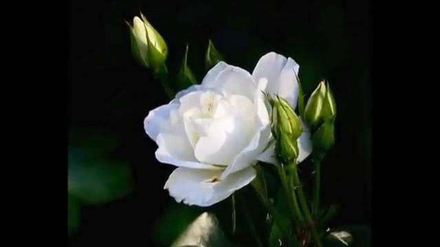 Фаусто Папетти-Маленький цветок.wmv