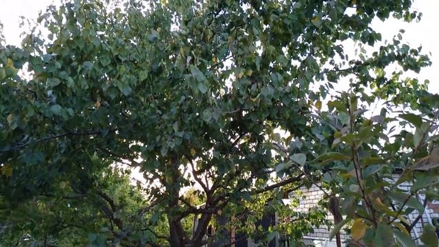 Дача 7 соток. Возрождение.2020. смотреть онлайн