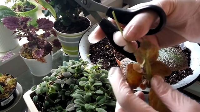 Размножение Эписции. Немного об уходе. смотреть онлайн