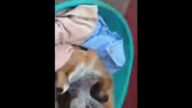 лиса забыла, что она хищный зверь смотреть онлайн