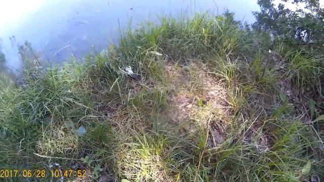 Уж обедает лягушкой смотреть онлайн