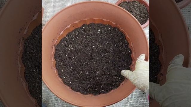 День за днём, обзор работ за 21.03.23г. Трансформация напольных вазонов.Черенкование пеларгонии. смотреть онлайн