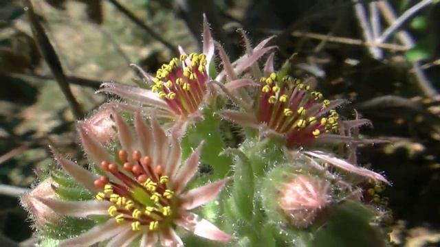 Sempervivum Flowers - Hen and chicks смотреть онлайн