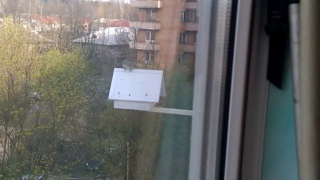 Воробей на соседнем балконе смотреть онлайн