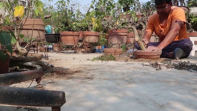 Ficus Benghalensis Bonsai Making [Banyan fig, Indian Banyan] смотреть онлайн