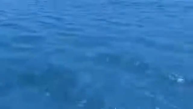 Что такое Велнесс Пэк и зачем он нужен смотреть онлайн