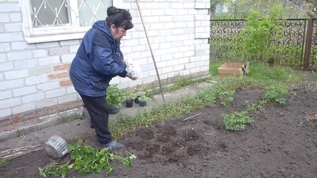 высадка пеларгонии (герани) на клумбу смотреть онлайн