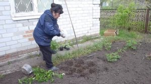 высадка  пеларгонии (герани)  на клумбу