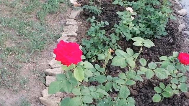 Дела дачные, удачные ??Что со смородиной? смотреть онлайн