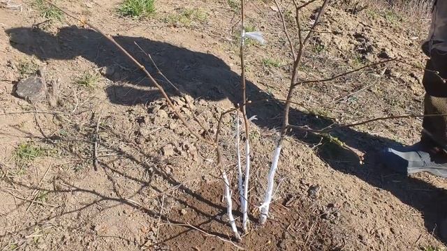 Фундуки, опыление и мои первые прививки смотреть онлайн