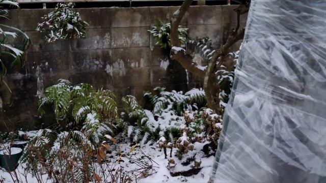 Winter Weather in the Garden - Cold Protection for Plants Outdoors смотреть онлайн